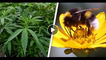 Bees Love Cannabis And It Helps Save Their Dying Populations, Study Finds